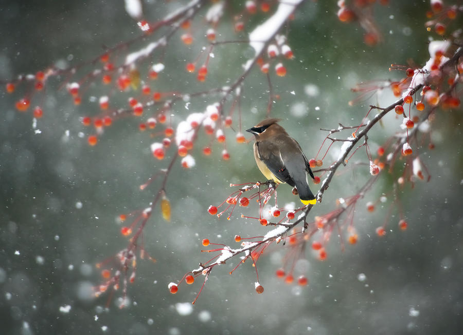 Wildlife Photograph - First Snow by Hong Chen