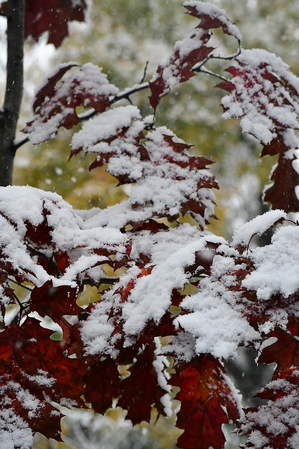First Snow On Autumn Leaves Photograph