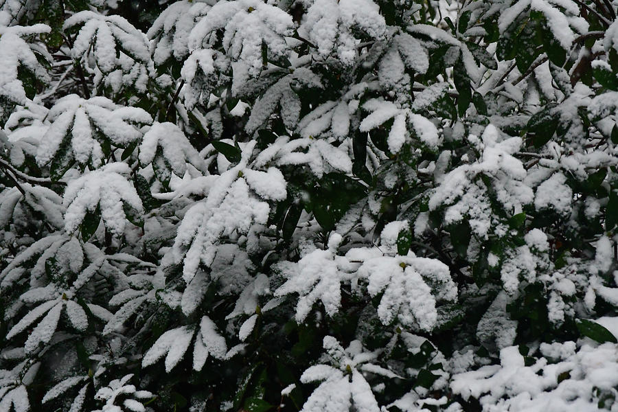 First Snow On Rhododendron Leaves Photograph