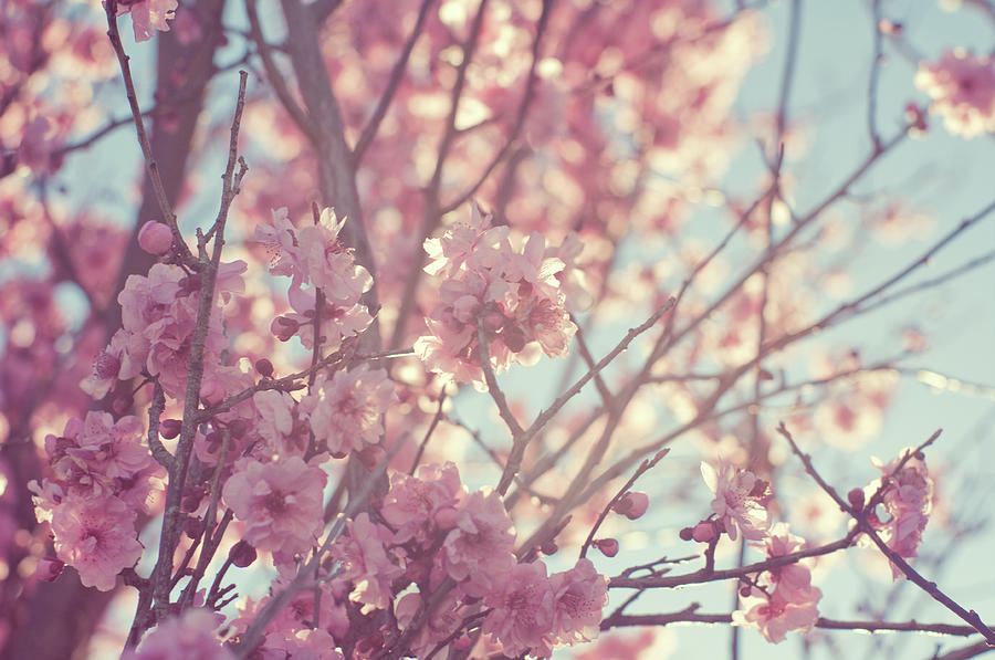 First Spring Blossom Photograph by Bonita Cooke | Fine Art America