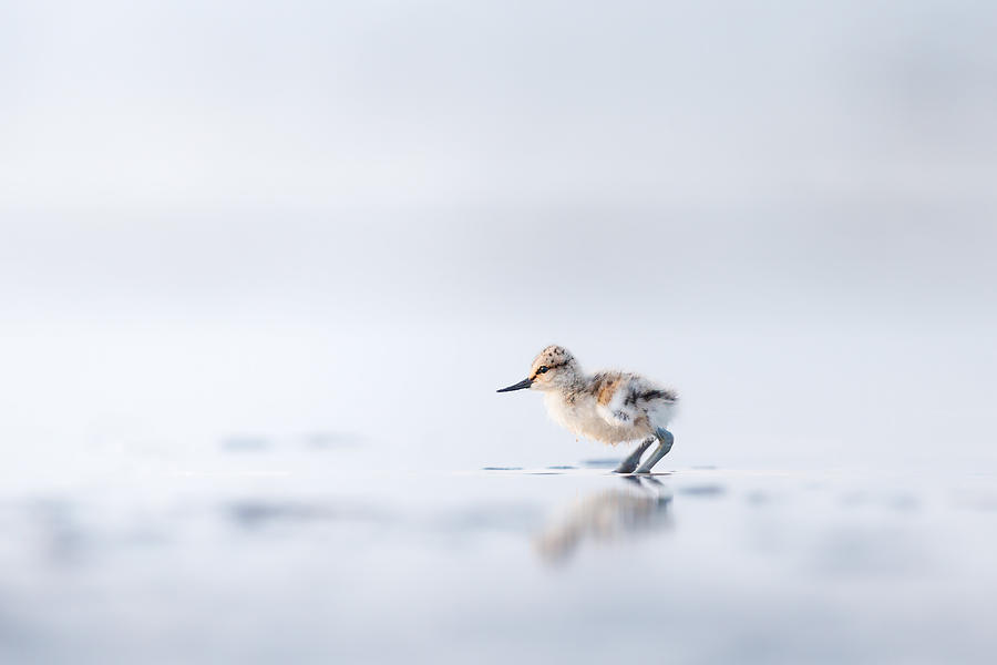 Wildlife Photograph - First Sunrise For New Born Pied Avocet by Magnus Renmyr
