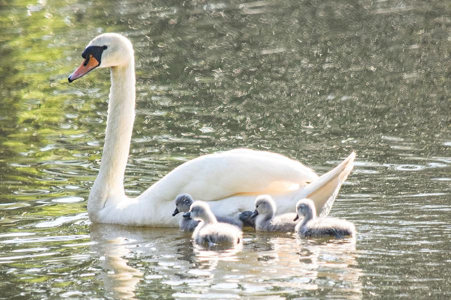 Swan Photograph - First Swim - Mute Swan and Cygnets by Mary Ann Artz