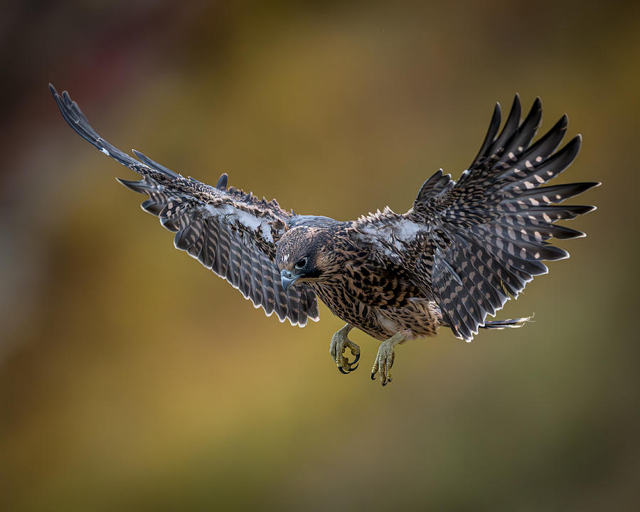 First Test Flight - One Of 4 Baby Peregrine Falcons Photograph by Wanghan Li