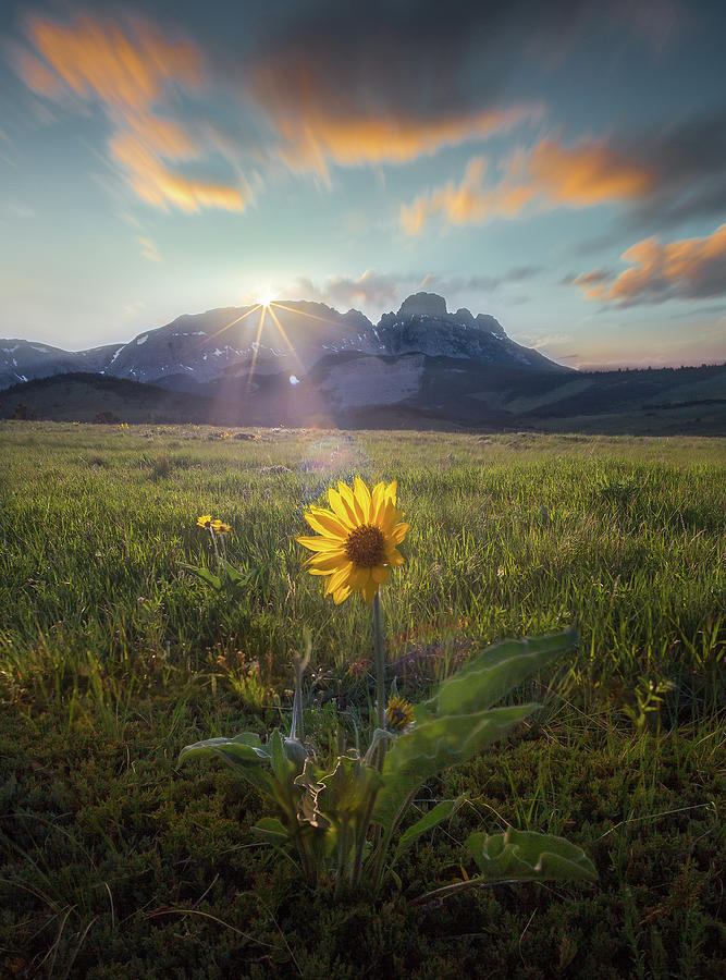 First To Arrive / Spring / Augusta, Montana by Nicholas Parker First To Arrive / Spring / Augusta, Montana by Nicholas Parker