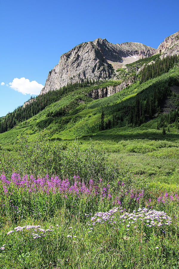 Firweed on the Mountain by Joseph Holub Firweed on the Mountain by Joseph Holub