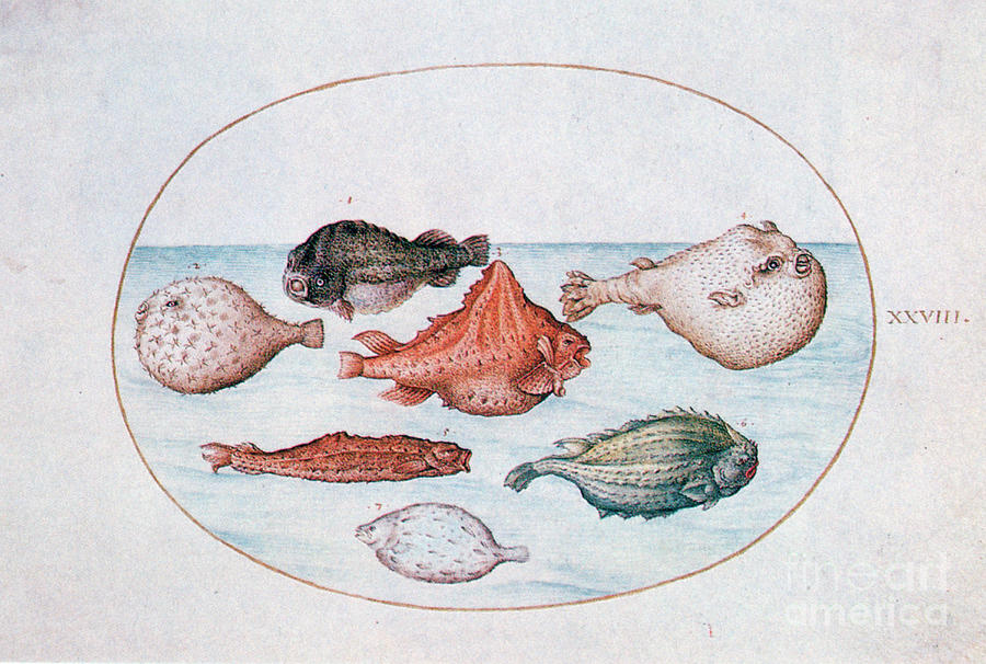 Fish, 16th Century. Artist Joris Drawing by Print Collector