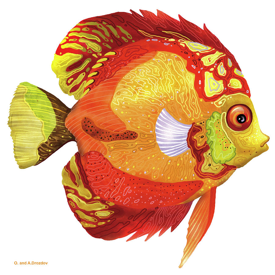 Fish Digital Art - Fish 3 Red-yellow by Olga And Alexey Drozdov