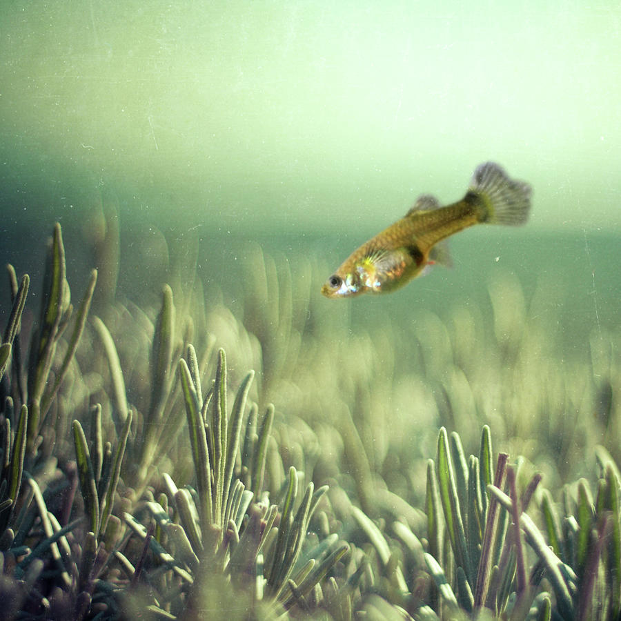Fish Photograph - Fish And Rosemary by ...