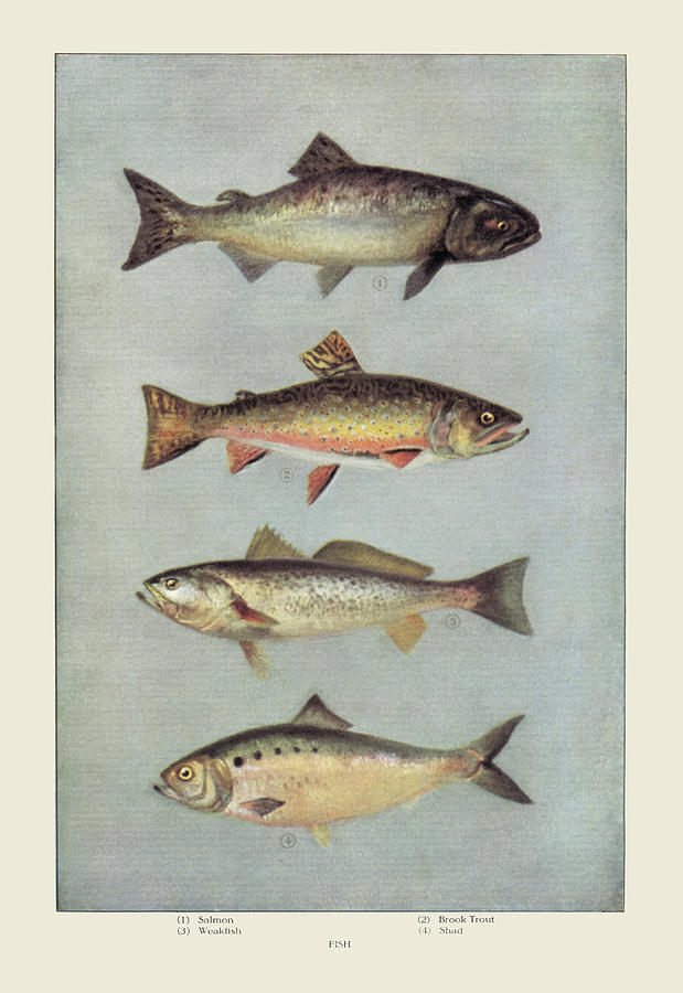 Fish Painting by Artemas Ward - Fine Art America