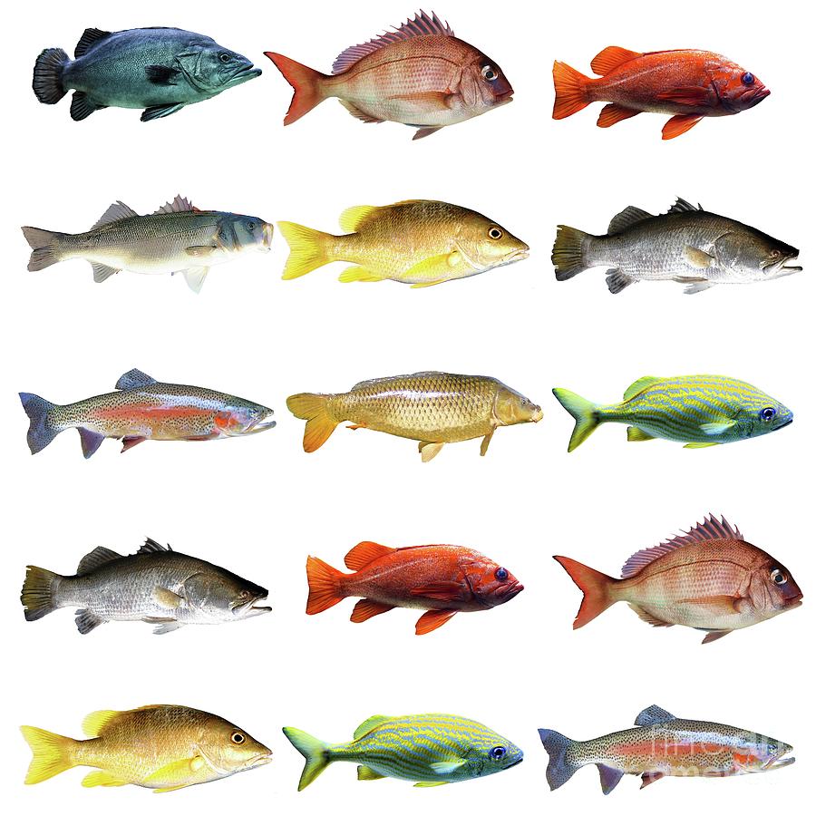 Fish Chart Photograph by Photostock-israel/science Photo Library