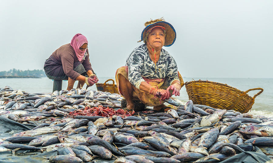 Fish Cleaning Women Photograph by Samara Ratnayake - Fine Art America