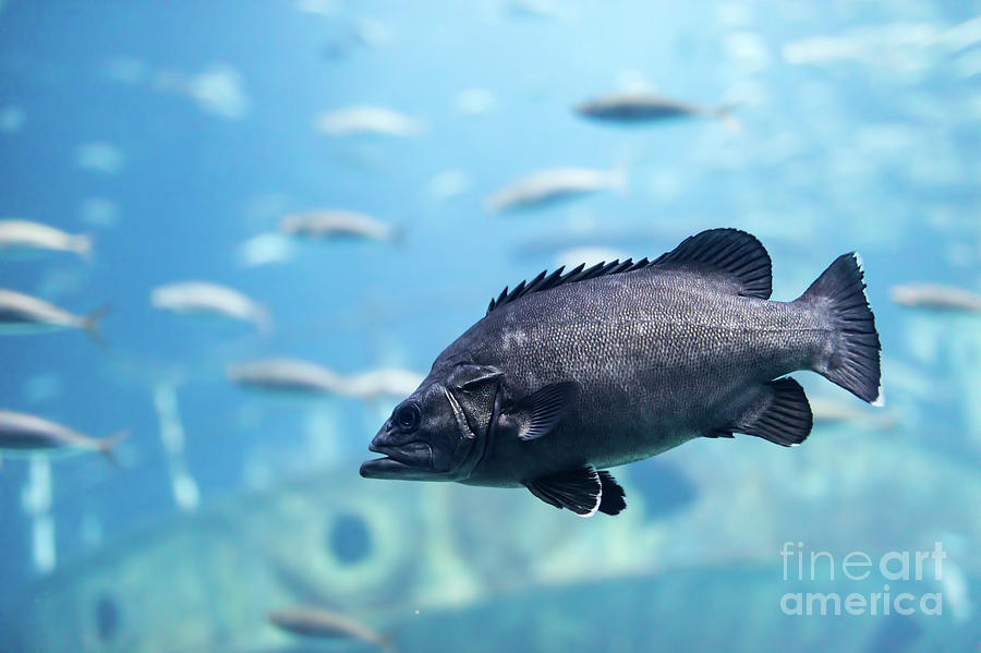 Fish close-up underwater. Photograph by Michal Bednarek