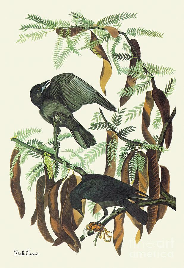 Fish Crow, Audubon Painting by John James Audubon