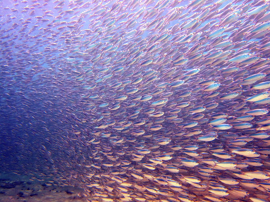 Fish Dreams Photograph by Dr Peter M Forster