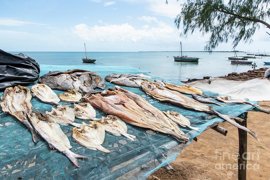 Fish Drying In The Sun Photograph by Peter Chadwick/science Photo