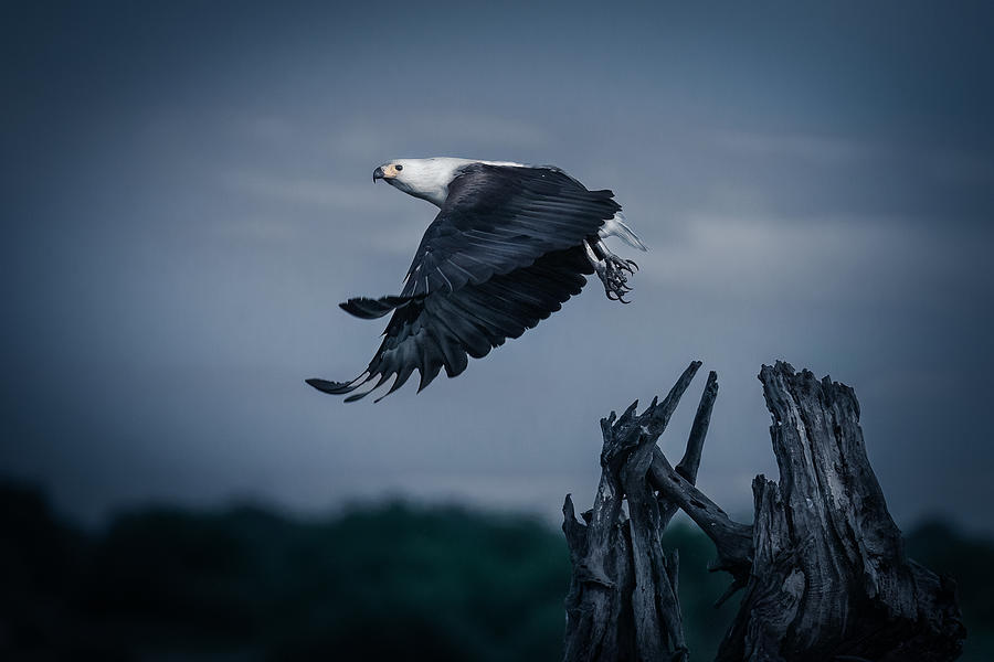 Bird Photograph - Fish Eagle by Ali Khataw