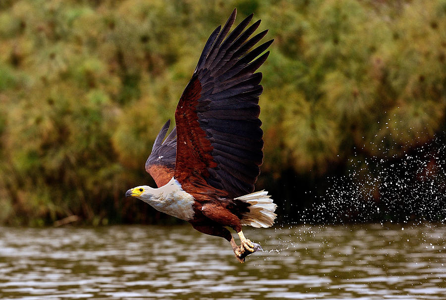 Nature Photograph - Fish Eagle by Giuseppe Damico