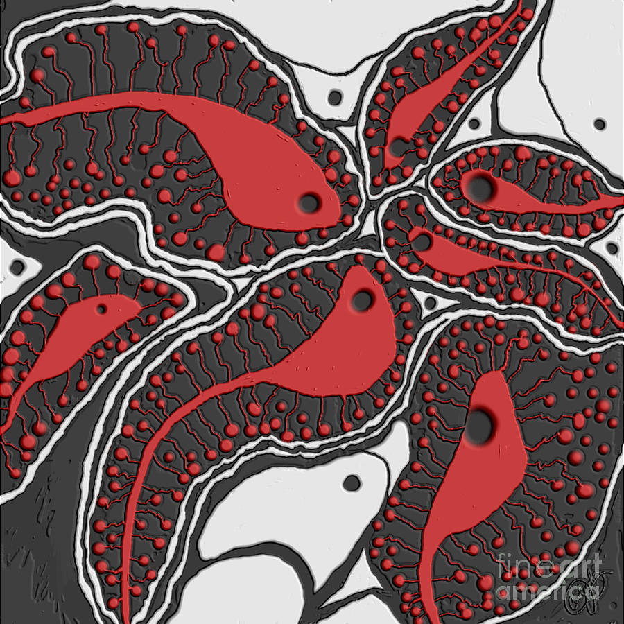 Fish Eye--Red and Black Digital Art by Carol Jacobs