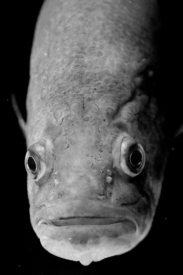 Fish Face Photograph by Imagery-at- Work - Pixels