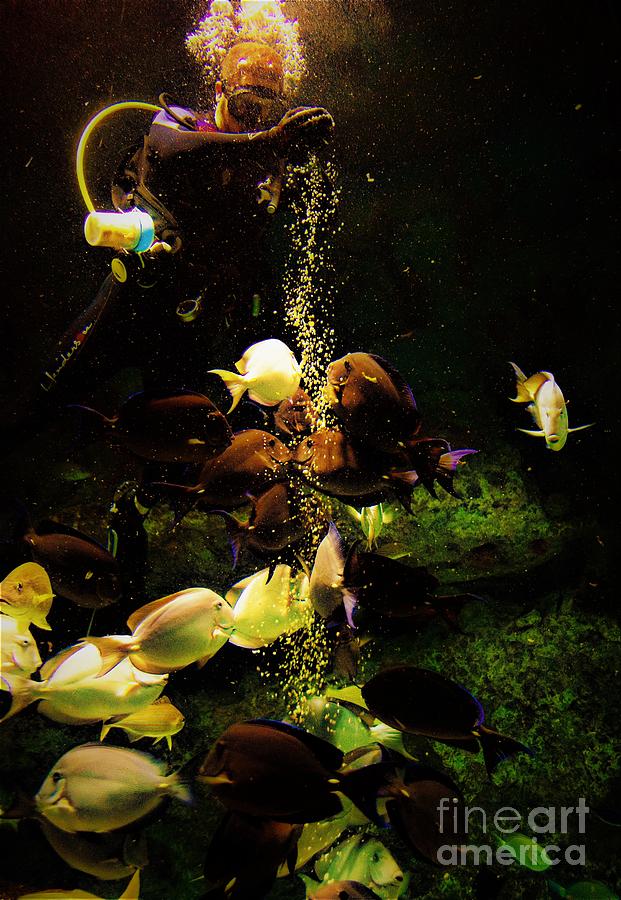 Fish Feeding Time Photograph by Suzanne Wilkinson Fine Art America