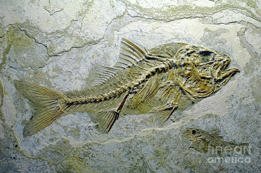 Fish Fossil Photograph by Chris Hellier/science Photo Library