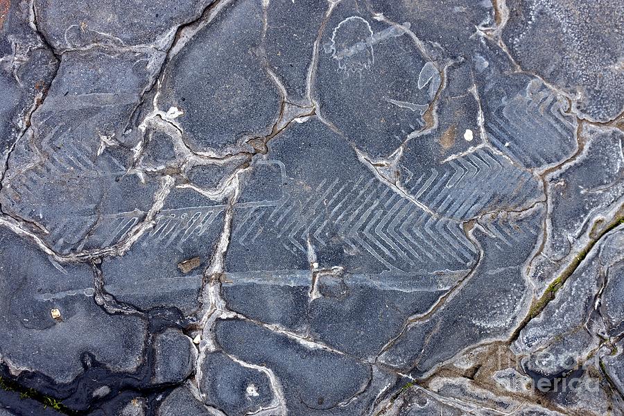 Fish Fossil Photograph by Dr Keith Wheeler/science Photo Library