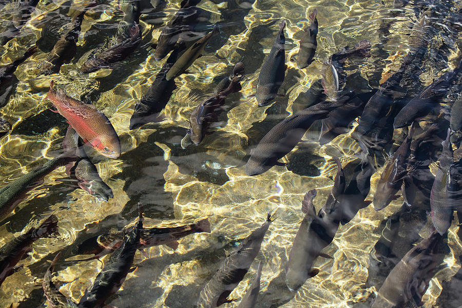 Fish Hatchery Photograph by Todd Klassy