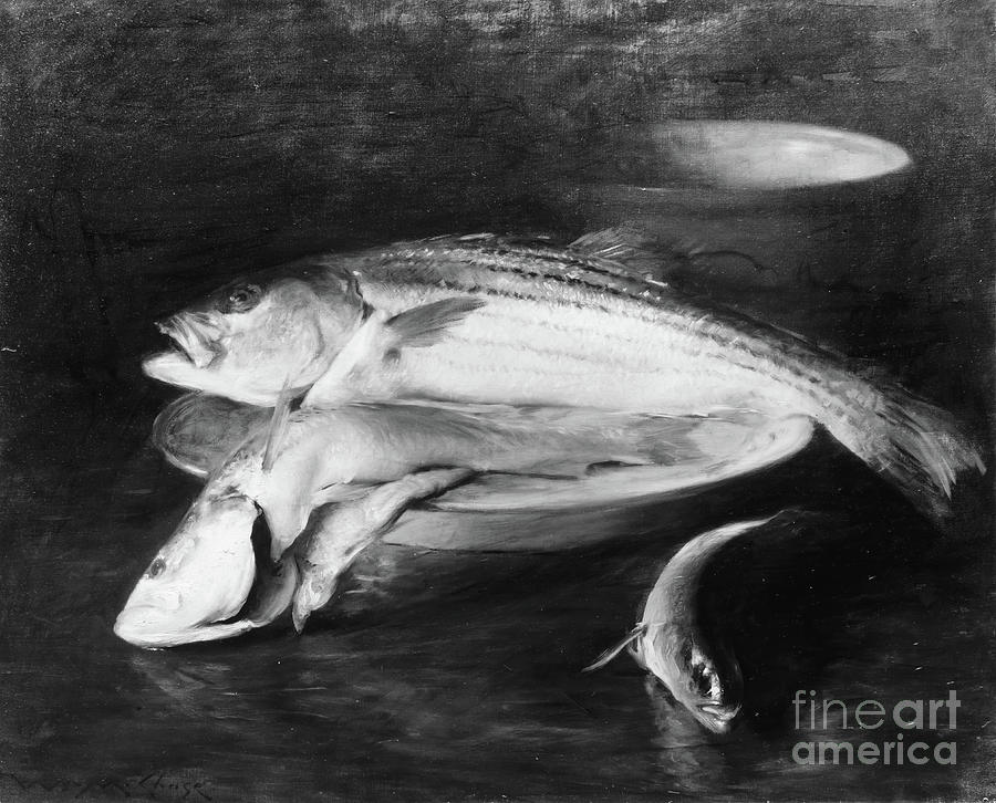 Fish Drawing by Heritage Images