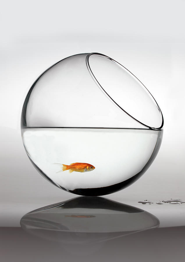 Fish Photograph - Fish In Fish Bowl Stressed In Danger by Paul Strowger