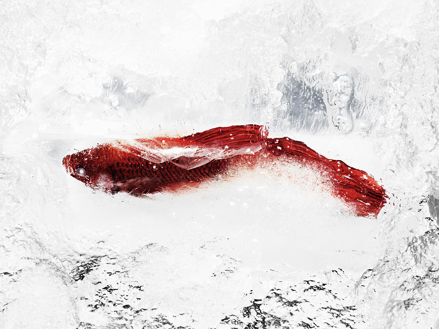 Fish In Ice Photograph by Yusuke Murata