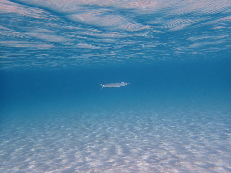 Fish in open ocean Painting by Sharon Gucker