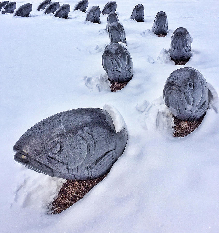 Fish Photograph - Fish in Snow by Candy Brenton