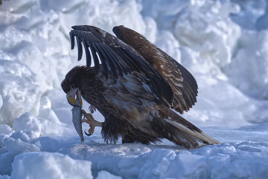 Eagle Photograph - Fish Is Yummy by Xuemei Qin