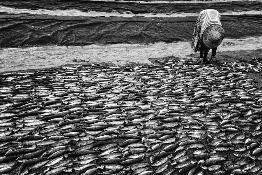 Fish, Just Fish Photograph by Pavol Stranak