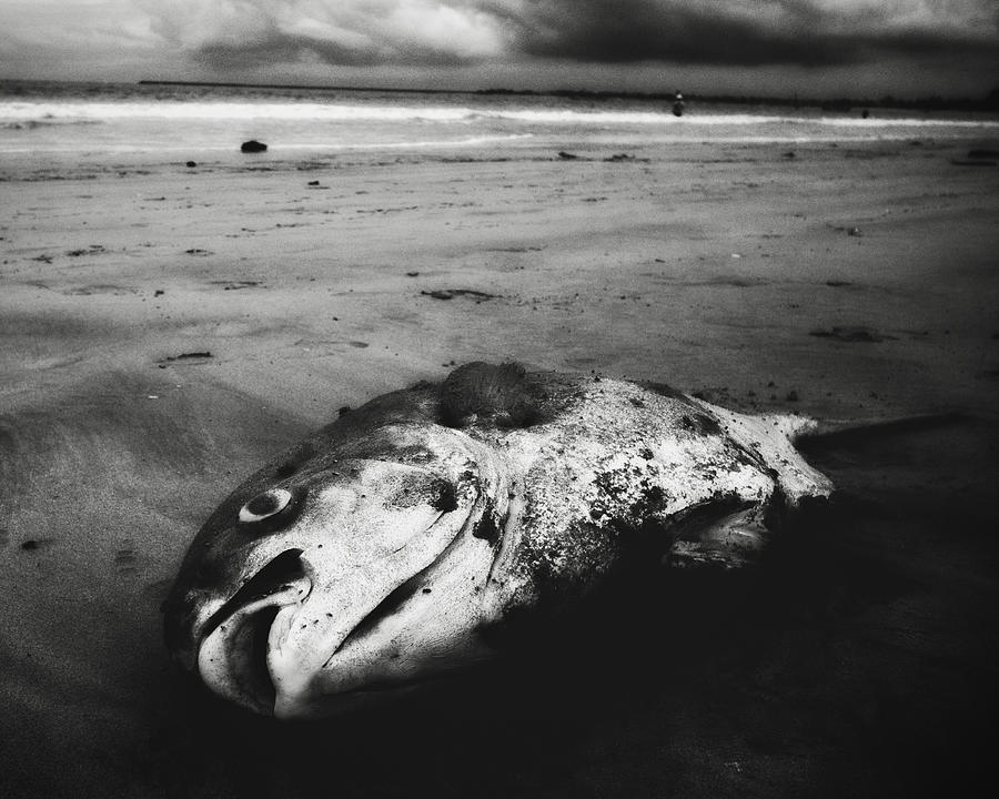 Black And White Photograph - Fish by Koji Sugimoto