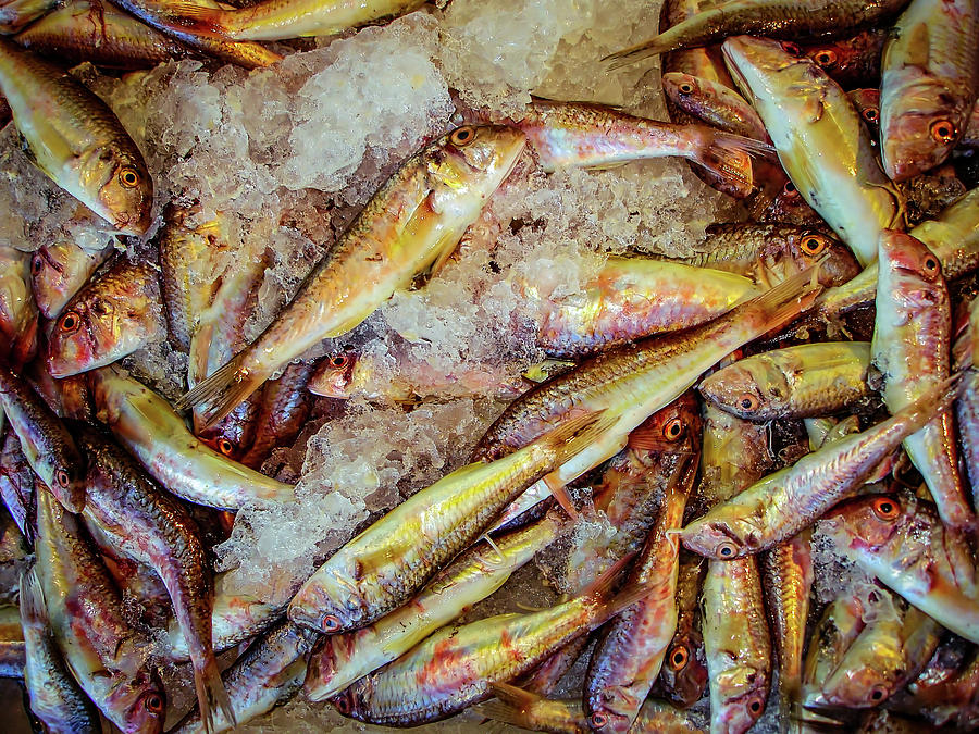Fish on Ice Photograph by Bill Chizek