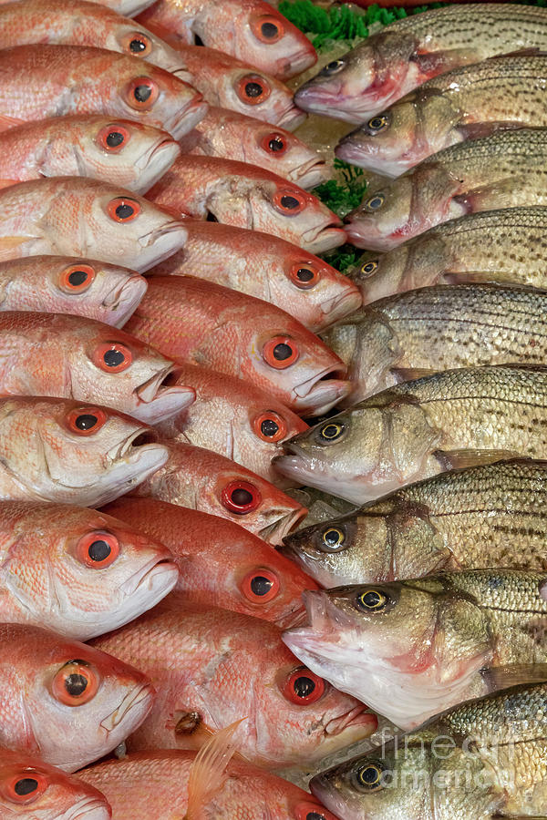Fish On Sale Photograph by Jim West/science Photo Library