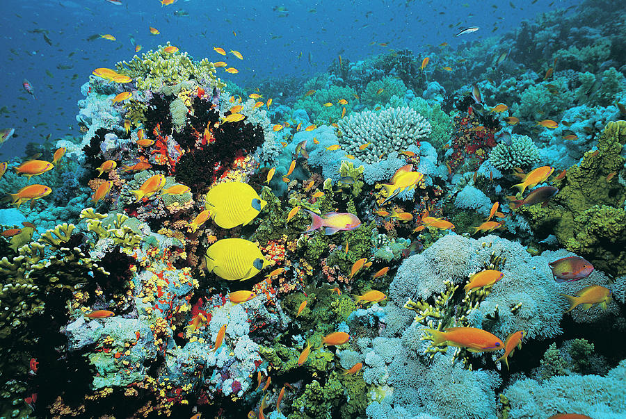 Fish On Shark Reef, Egypt Photograph by Digital Vision.