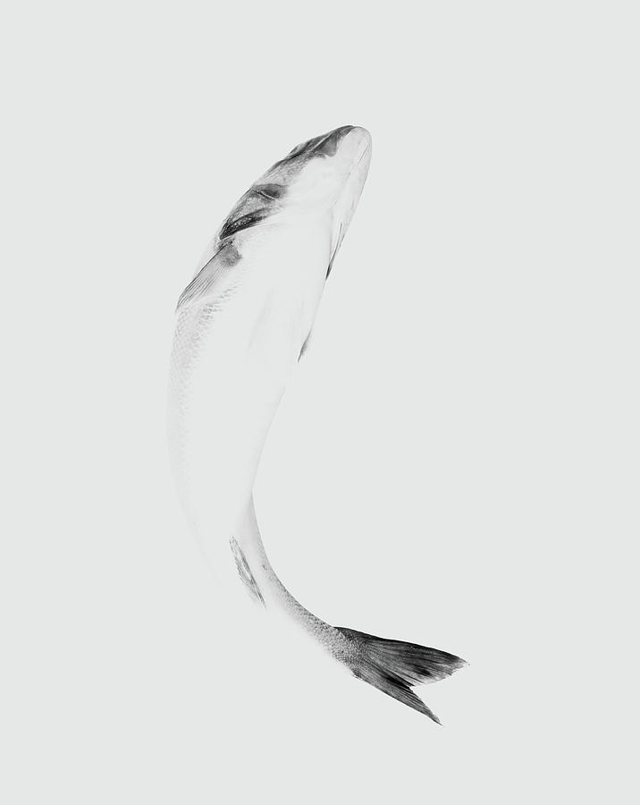 Fish On White Background, Close-up Photograph by Jonathan Knowles