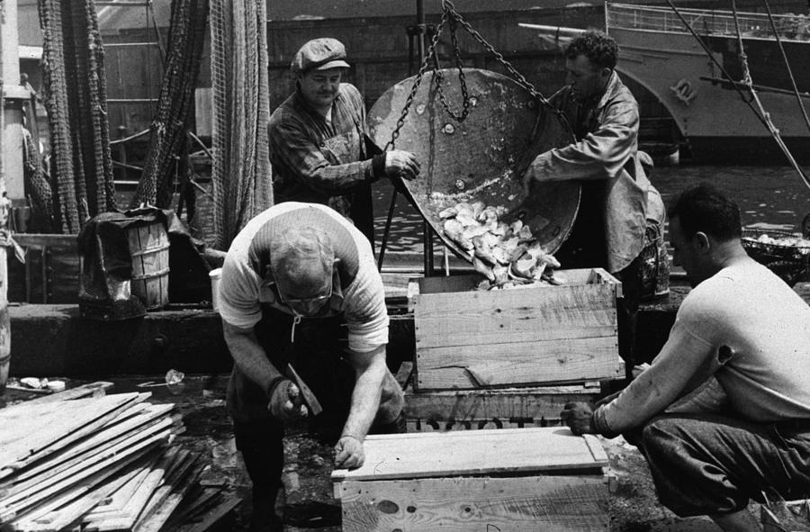 Fish Packing Photograph by Gordon Parks