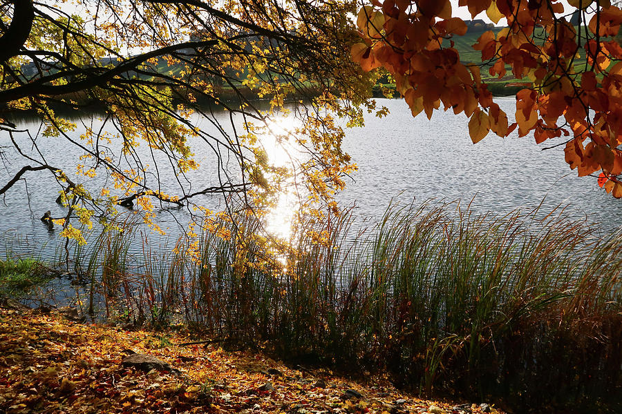 Fish Pond In Autumn Photograph by Domingo Vazquez