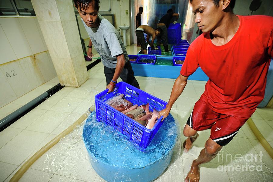 Fish Processing Plant Photograph by Matthew Oldfield/science Photo Library
