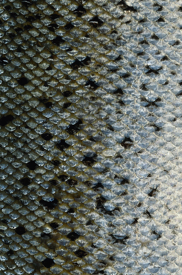 Salmon Photograph - Fish Scales by Siede Preis