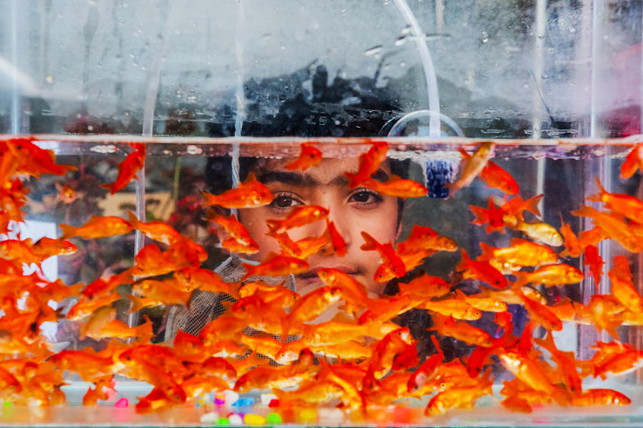 Fish Seller Photograph by Ali Azar