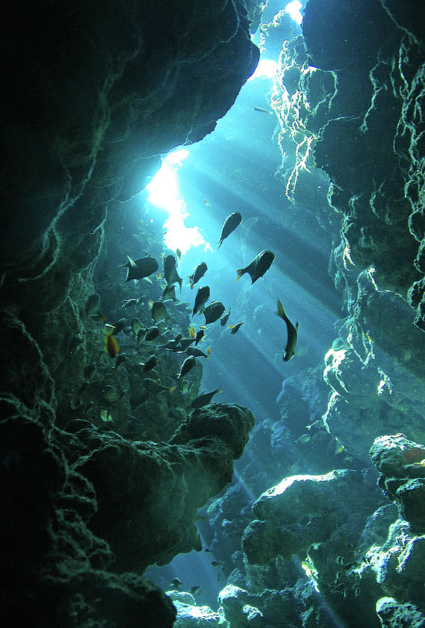 Fish Shelter In Underwater Cave, Egypt Photograph by Joost Van Uffelen