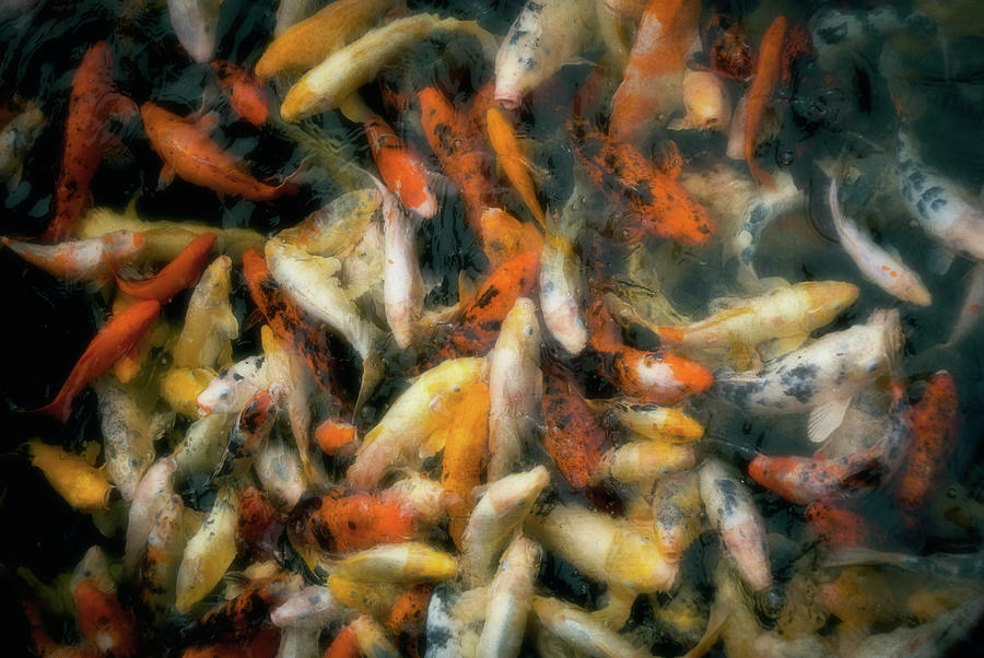 Fish Swimming In Pond Photograph by Daniel Viñé Garcia