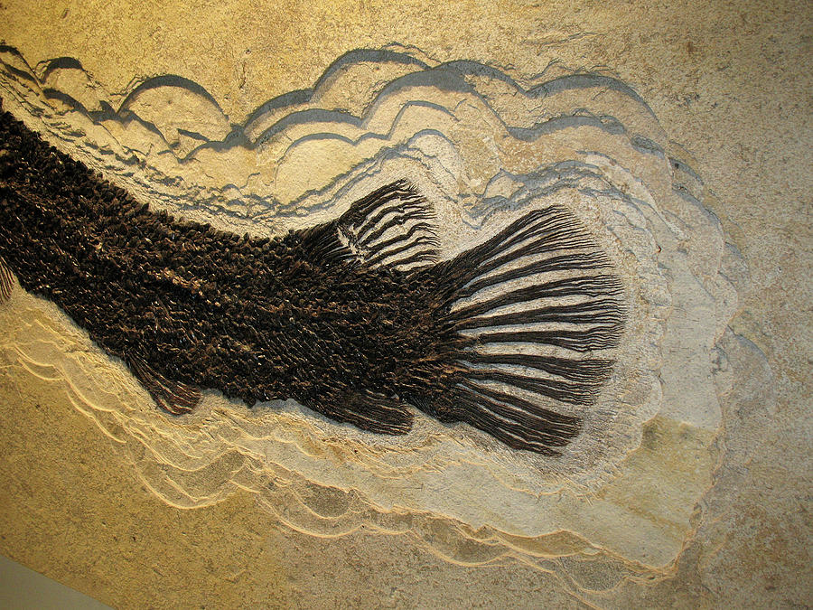 Fish Tail Fossil In Sandstone Photograph