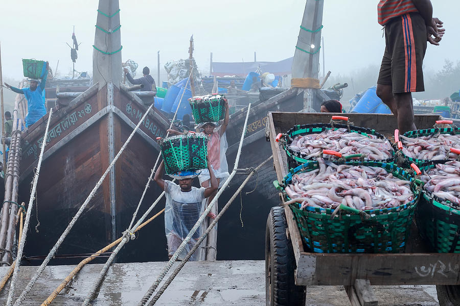 Fish Unloading Photograph by Muhammad Amdad Hossain