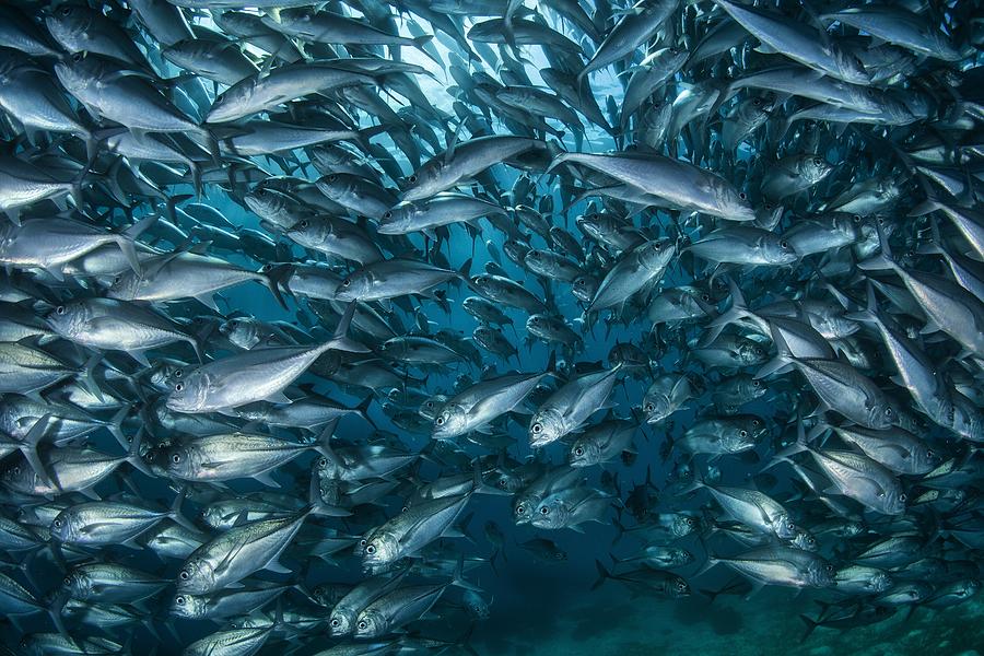Fish-wall Photograph by Andrey Narchuk
