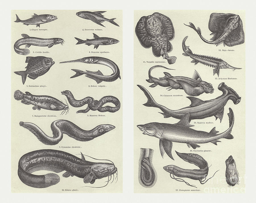 Fish, Wood Engravings, Published In 1897 Digital Art by Zu 09